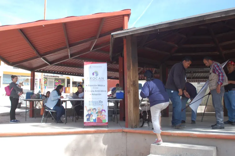 Vacunarán a las mascotas