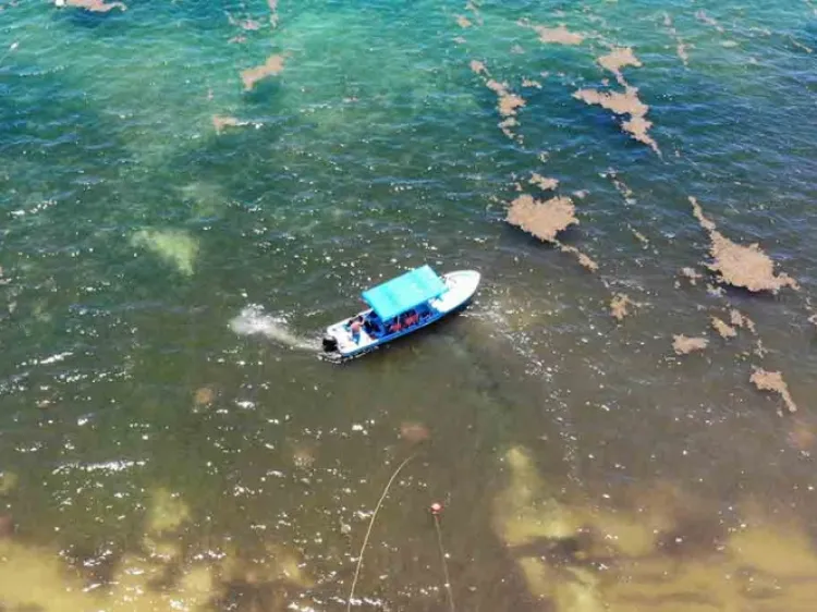Playa del Carmen transformada en pantano por sargazo