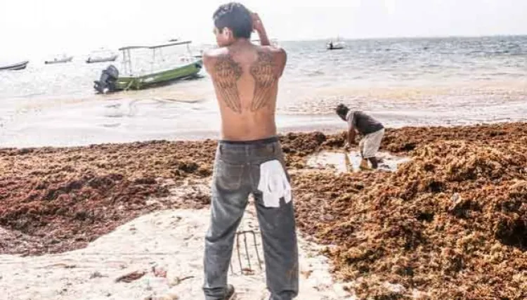 Llaman expertos a emergencia nacional por sargazo