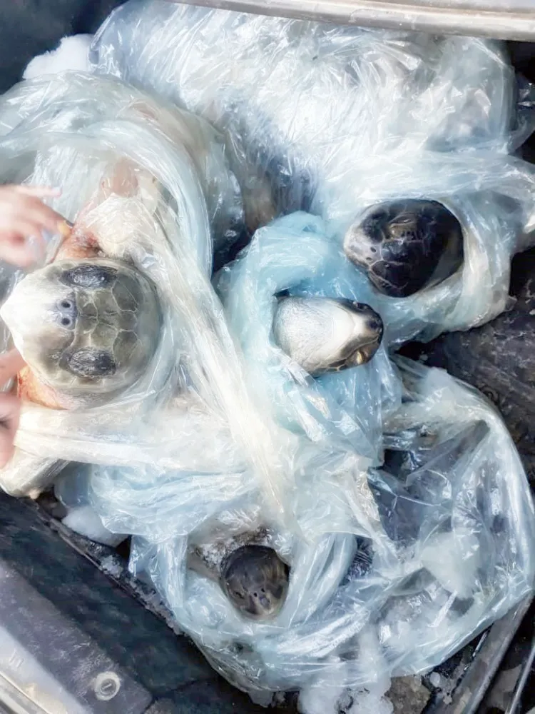 Detienen a dos con especies marinas