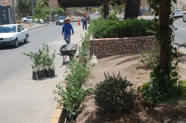 Reforesta Imagen Urbana El Greco