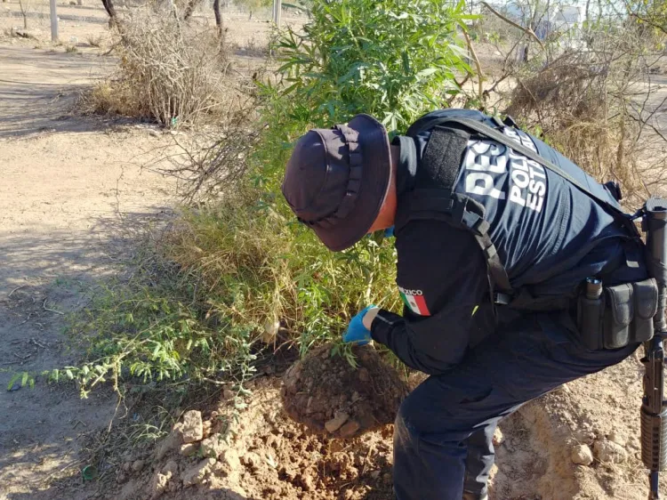 Detectan plantas de marihuana