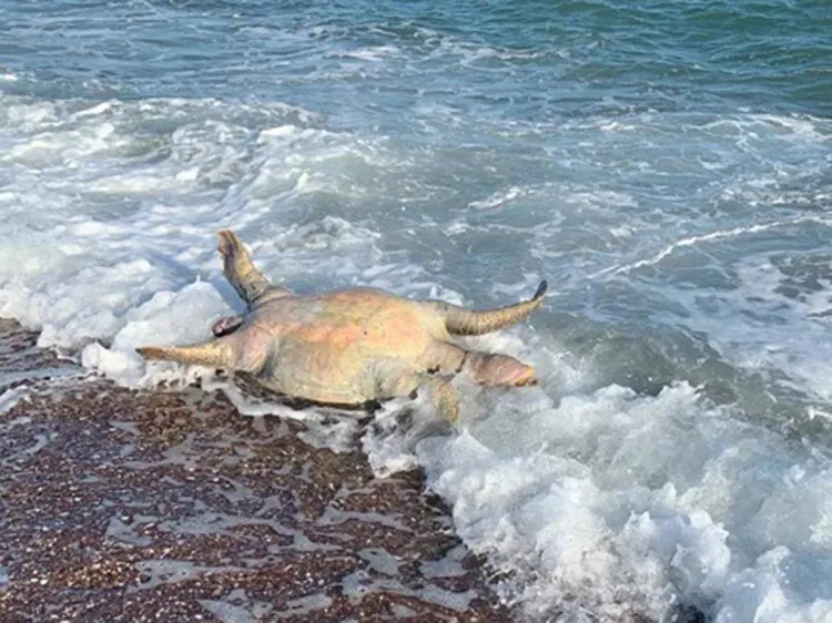 Tortuga, lobo marino y peces muertos tras derrame tóxico de Grupo México