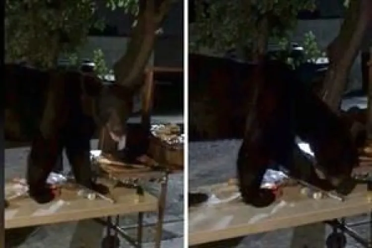 VIDEO: Se cuela oso a carne asada 