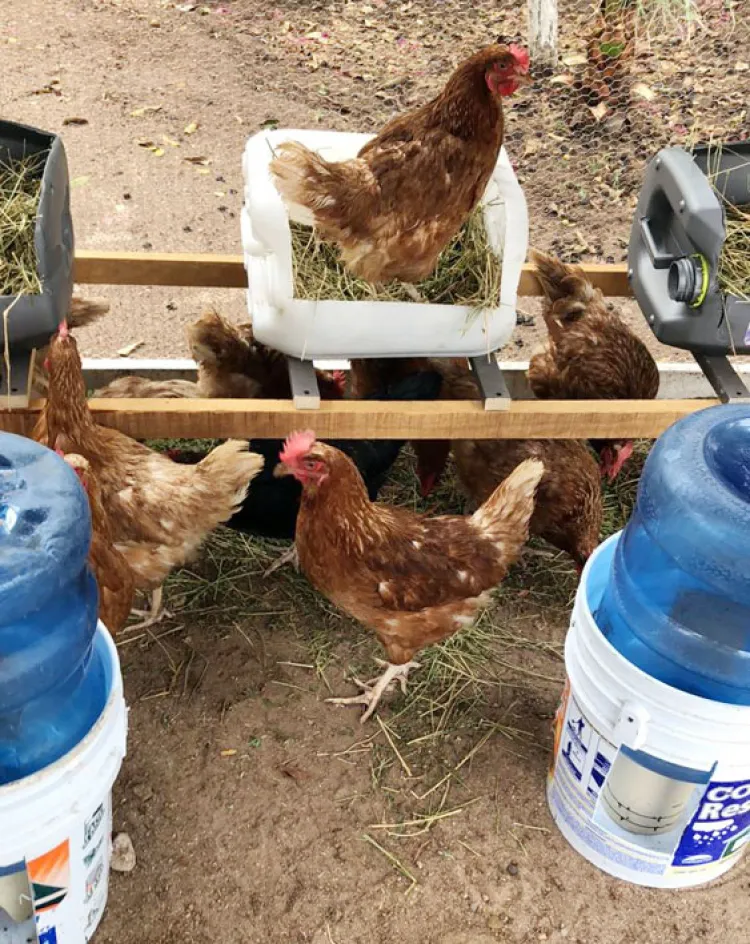 Implementa Itama programa productivo