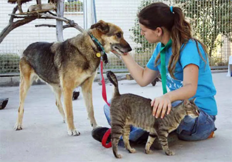 Trabajan en Ley de Protección Animal
