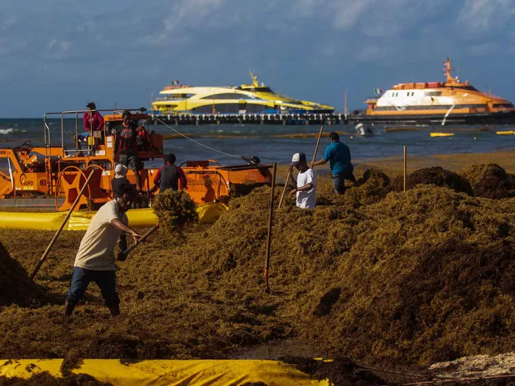 Venden sargazo por internet hasta en tres mil pesos