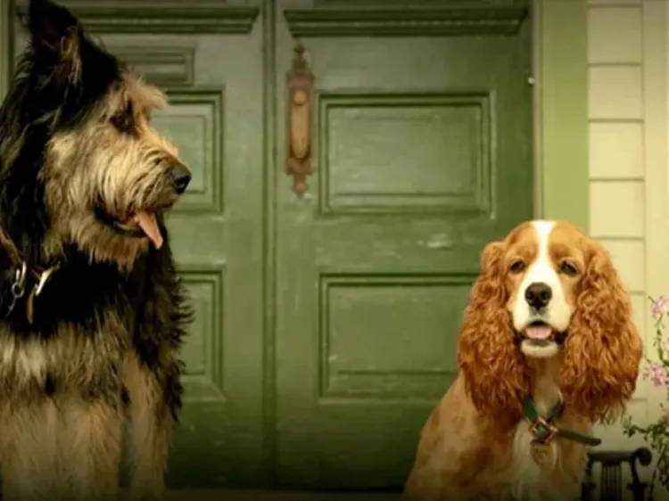 De la calle a la fama: Así encontraron a 'Golfo' de La Dama y el Vagabundo