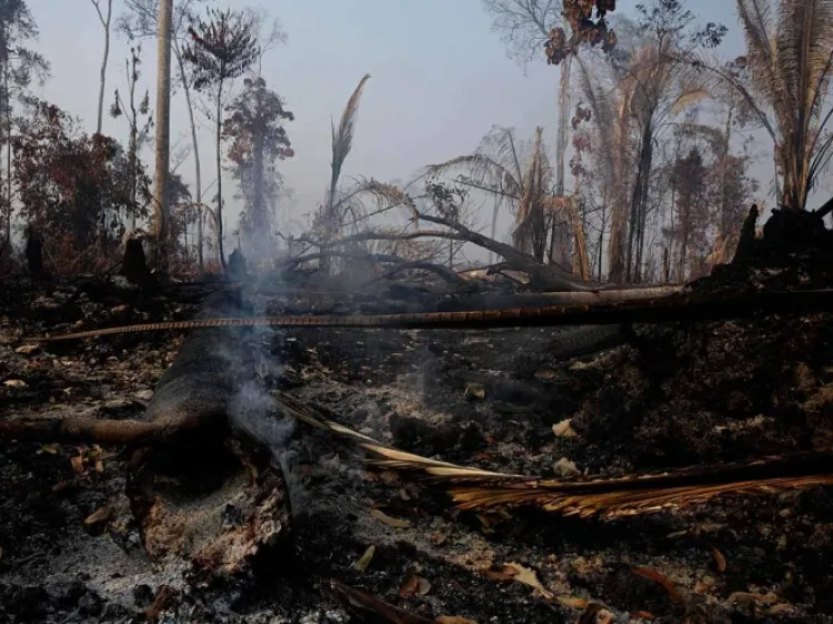 Países ricos donarán 20 mdd para la Amazonia