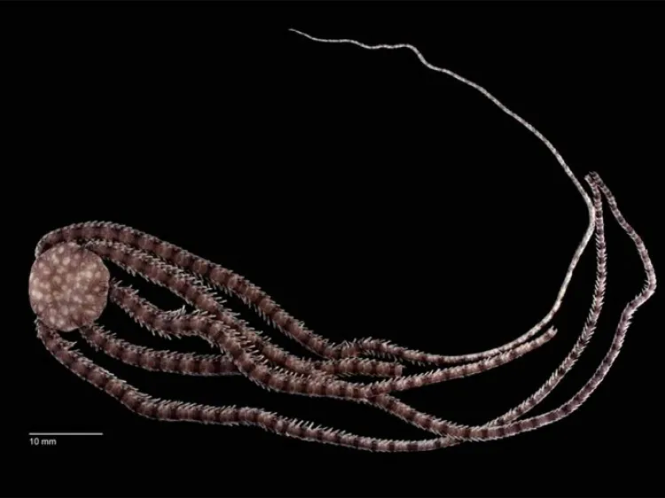 Descubren esta nueva especie marina en México