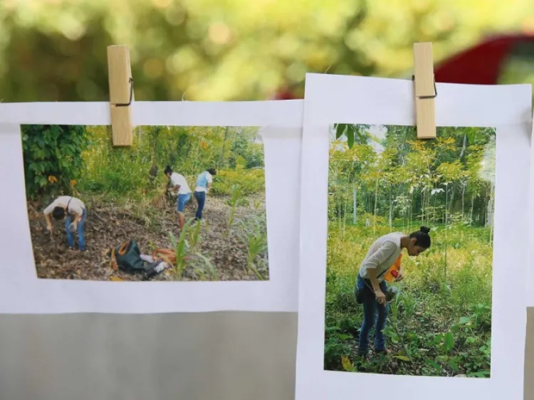 Cambian enervantes por árboles en ‘Triángulo Dorado’