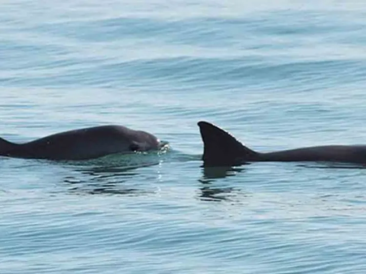 Tras veda de 4 años, podrían permitir pesca en hábitat de la vaquita marina