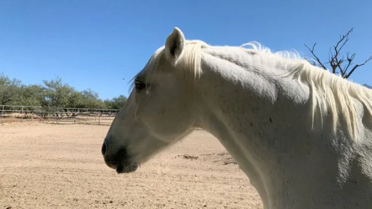Buscar que crueldad animal sea delito federal