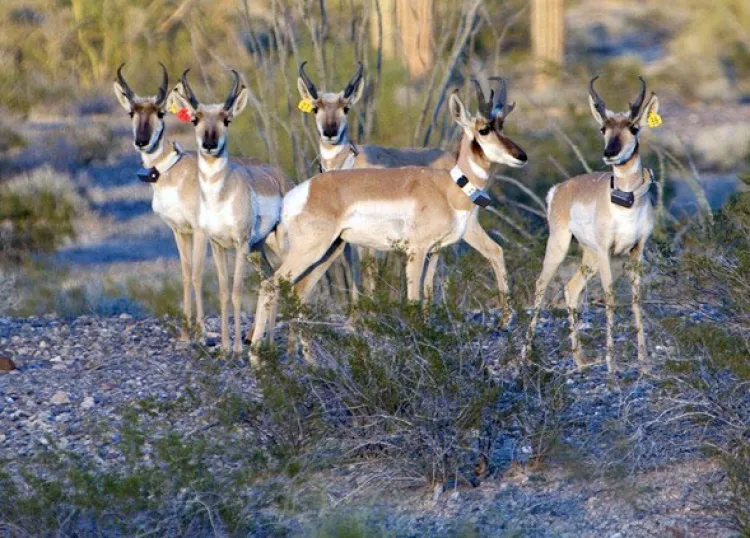 Reintroducirán berrendos en la zona de “El Pinacate”