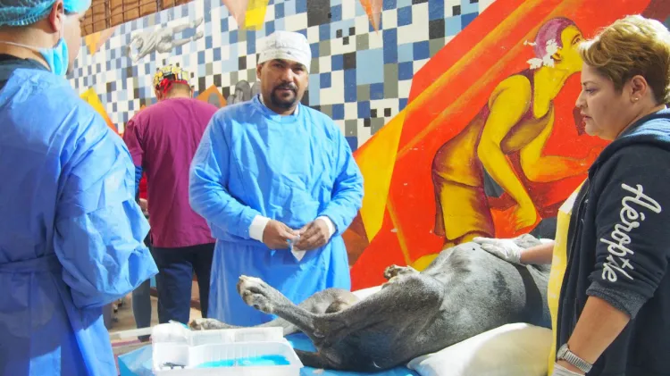 Esterilizan a casi 400 mascotas