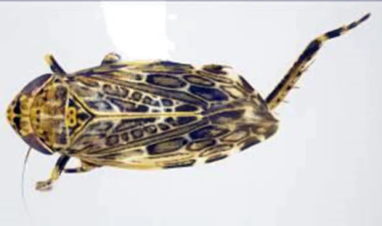 Detectan plaga en Aduana de Nogales