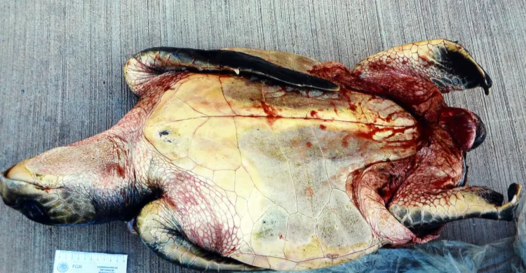 Detenidos con especies marinas en extinción