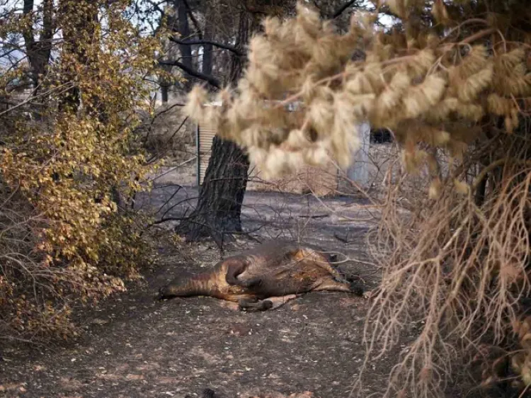 'Terrible'; la fauna perdida en Australia por los incendios