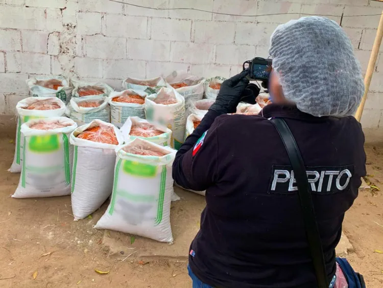 Recuperan 20 sacos de chiltepín robado 