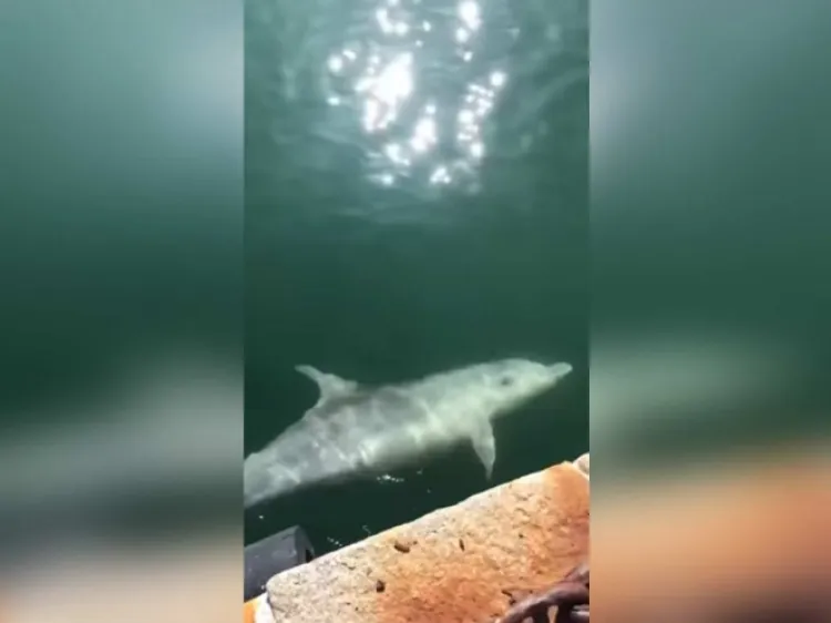 Captan delfines en canales de Venecia; cuarentena ha limpiado el agua