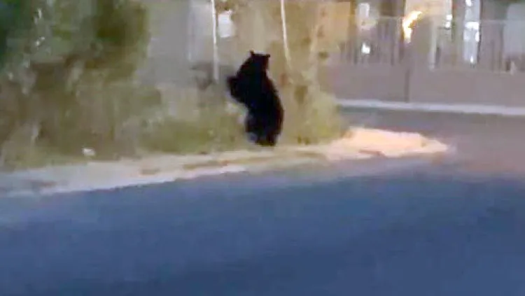 Avistan oso en Chula Vista