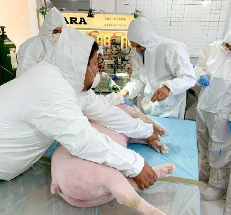 Prueban a MARA con éxito en un ser vivo