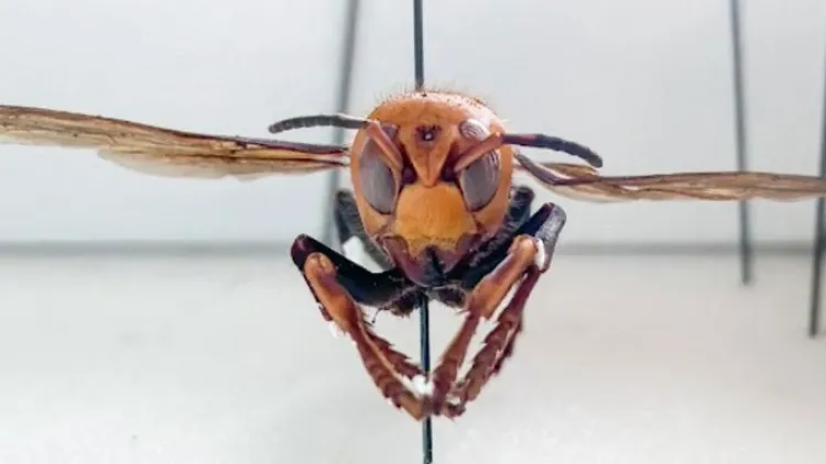 Alarma presencia de “avispón asesino”