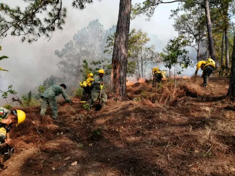 Reportan 50 incendios activos en 12 entidades del país