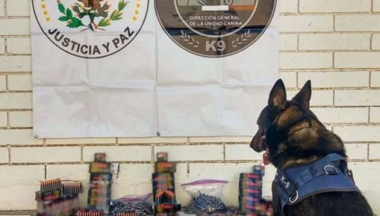 Asegura GN dos mil cartuchos de grueso calibre en empresa de paquetería de Sinaloa