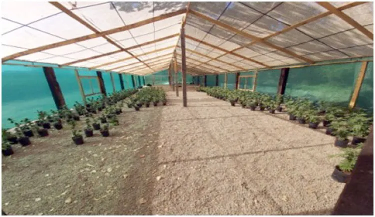 Localiza Ejército Mexicano plantíos de marihuana