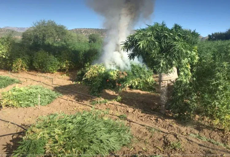 Destruyen los plantíos de marihuana