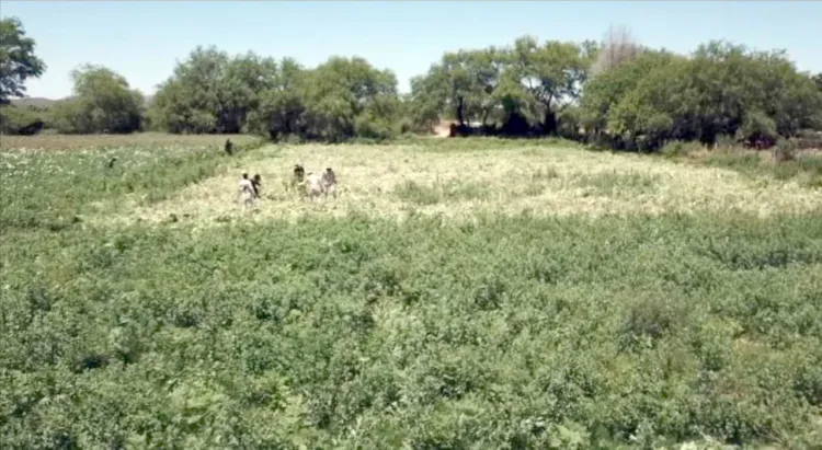 Incineran plantío de Amapola en Trincheras