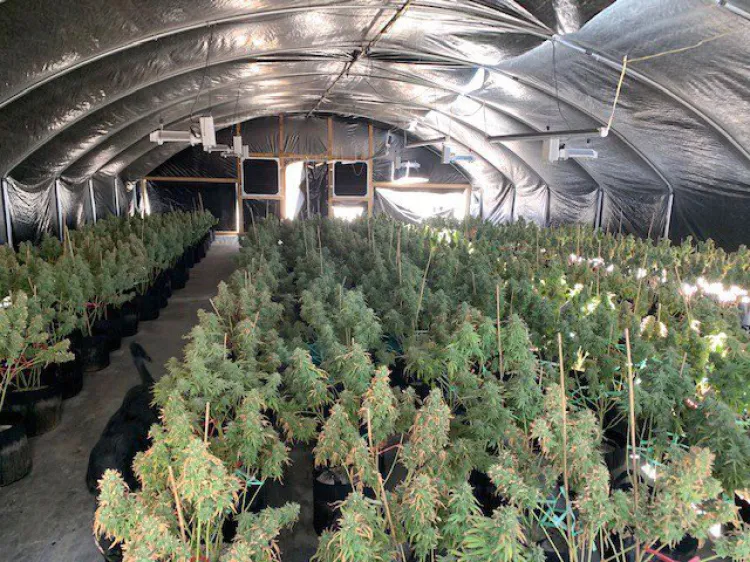 Desmantelan red criminal china