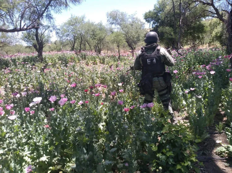 Guardia Nacional erradica plantíos de amapola y marihuana