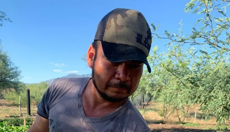 Impulsa Alcalde programa “Sembrando Vida en Nogales”