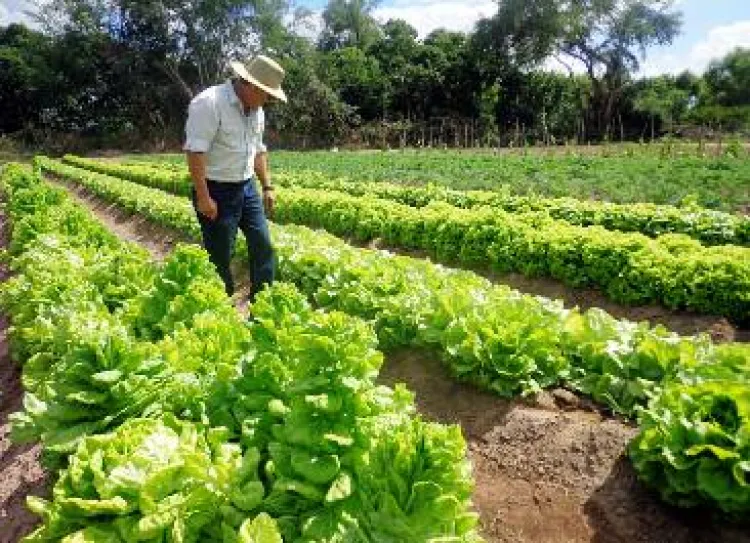 Requiere agro mexicano de mejores estrategias