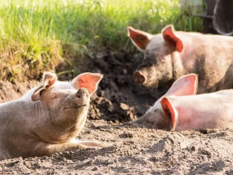 &#039;G4&#039;, un nuevo virus de gripe porcina con potencial de pandemia