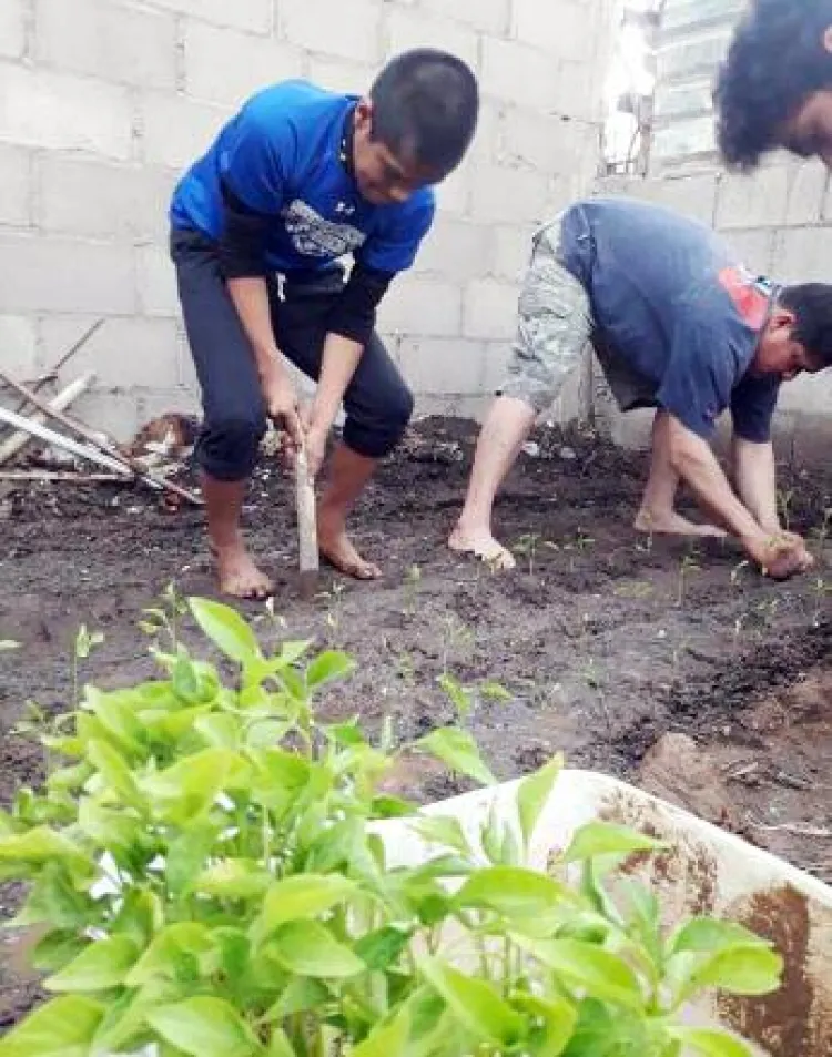 Crean estudiantes huertos caseros