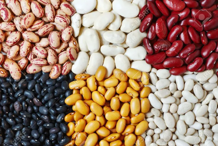 Desarrolla México variedad de frijol