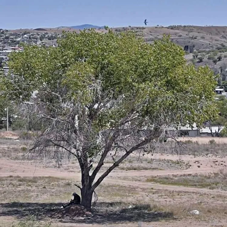 Presentarán a Cabildo Reglamento del Arbol