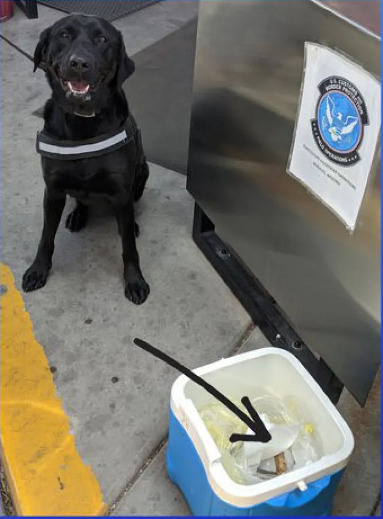 Detecta K-9 carne de cerdo en garita