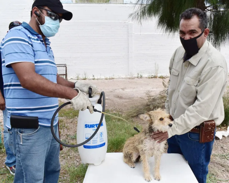 Celebran Día Internacional del Perro