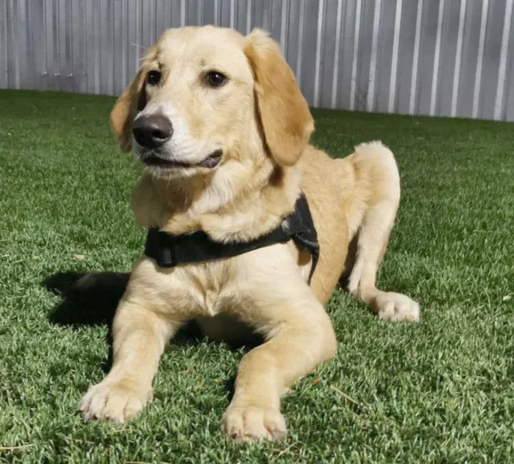 Preparan a agentes caninos para la detección de Covid-19