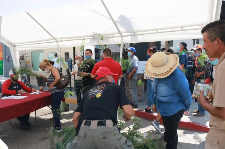 Donan más de mil árboles de sombra