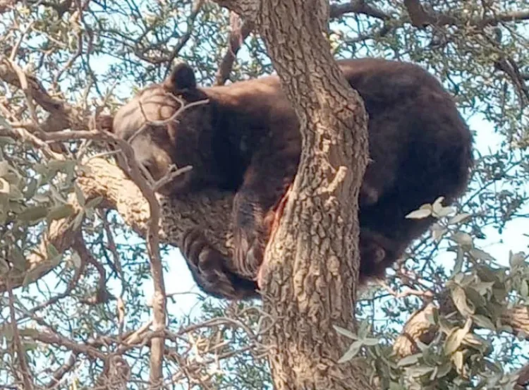 Salvan oso adulto cerca de Agua Prieta