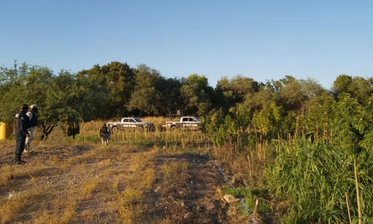 Destruyen plantío de marihuana en Magdalena