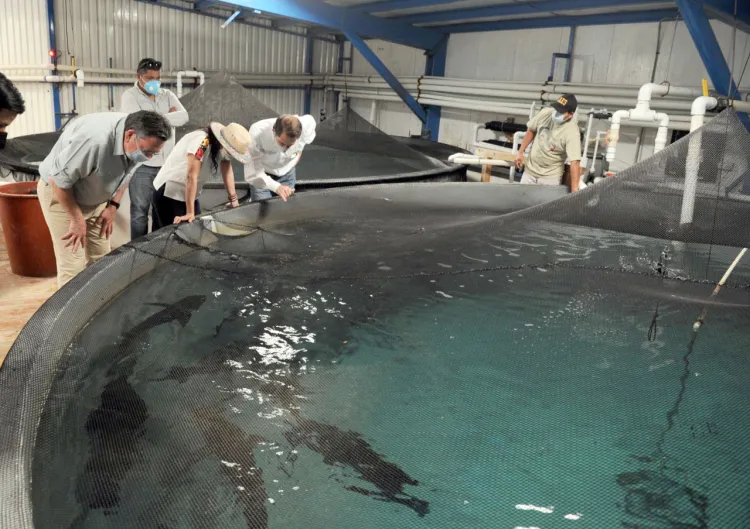 Liberan crías de Totoaba a mar abierto sonorense