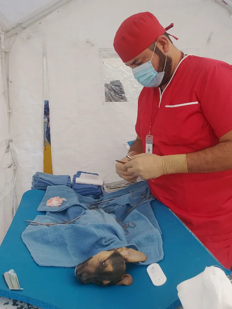 Exitosa campaña de esterilización: Romero