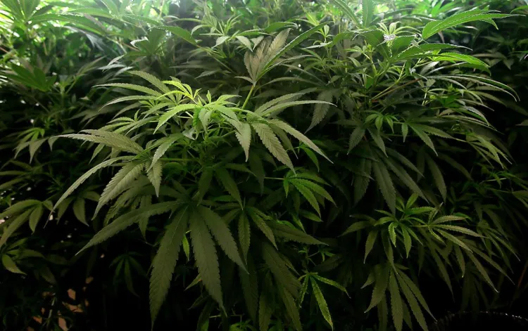 Inicia
venta de “mota” recreativa en Arizona