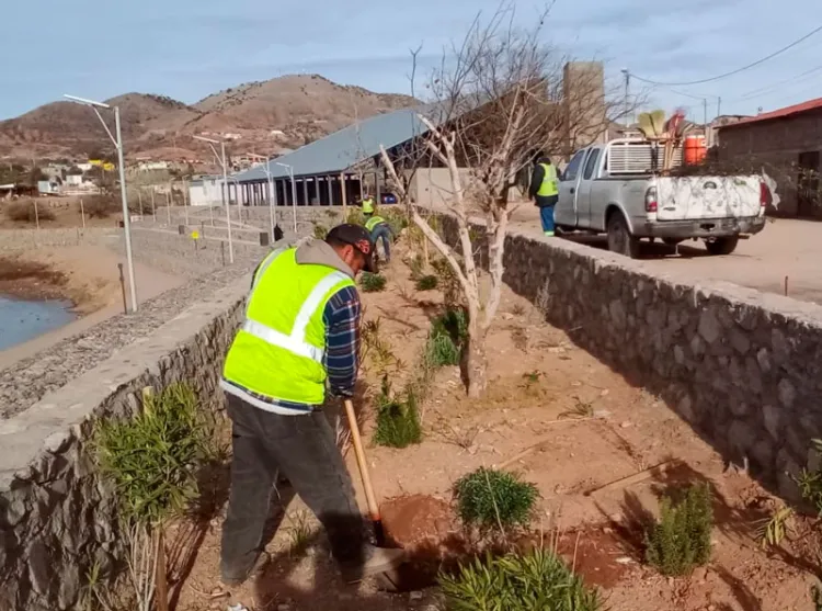 Siembran árboles frutales en parque de El Represo